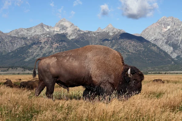 Bisonte americano (Buffalo ) —  Fotos de Stock