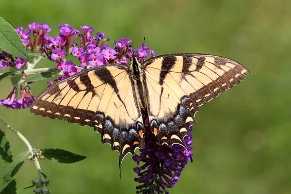 Женский ласточковый хвост тигра (Papilio glaucas ) — стоковое фото