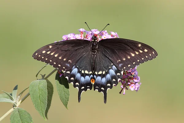 黑色燕尾蝴蝶 — 图库照片
