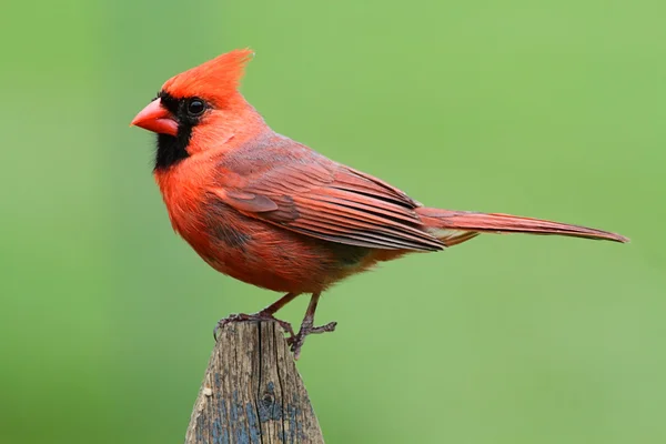 Male Cardinal On A Fence — Stock Photo, Image