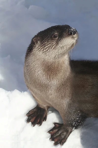 Rivier-Otter (Lontra canadensis) — Stockfoto