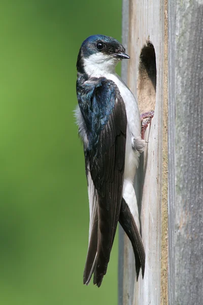 Golondrina de árbol llevando comida a un nido — Foto de Stock