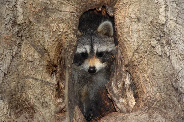 Raccoon Baby w drzewo — Zdjęcie stockowe
