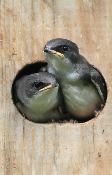 Baby vogels in een vogel huis — Stockfoto