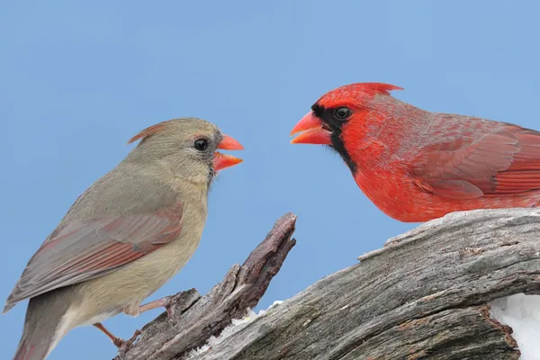 Northern Cardinals — Stock Photo, Image