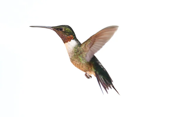 Hummingbird dalla gola rubino isolato — Foto Stock