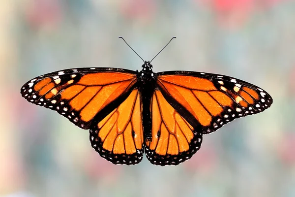 Borboleta monarca (danaus plexippus) — Fotografia de Stock