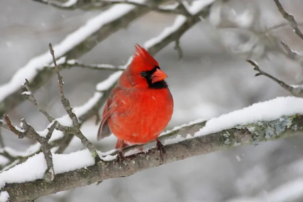 Cardinal In Snow — Stock Photo, Image