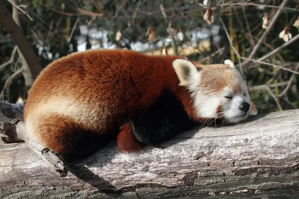 Red Panda (Ailurus fulgens) — Stock Photo, Image