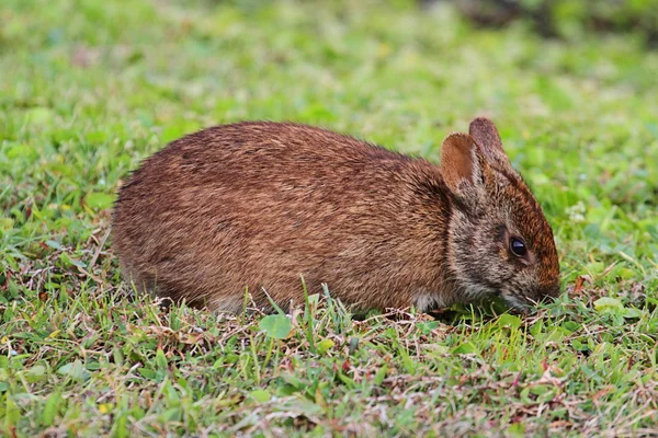 Florida Marsh Hare — Stok fotoğraf
