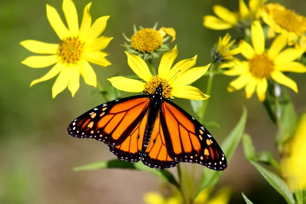 Monarch Butterfly (danaus plexippus) on Woodland Sunflowers — Stock Photo, Image