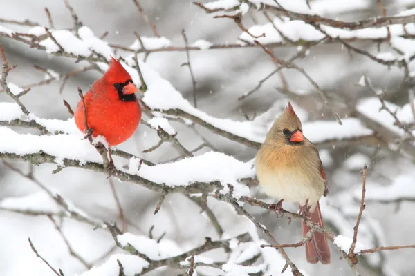 Cardinali nella neve — Foto Stock