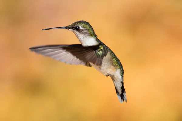 Рубиногорлый колибри в полёте — стоковое фото