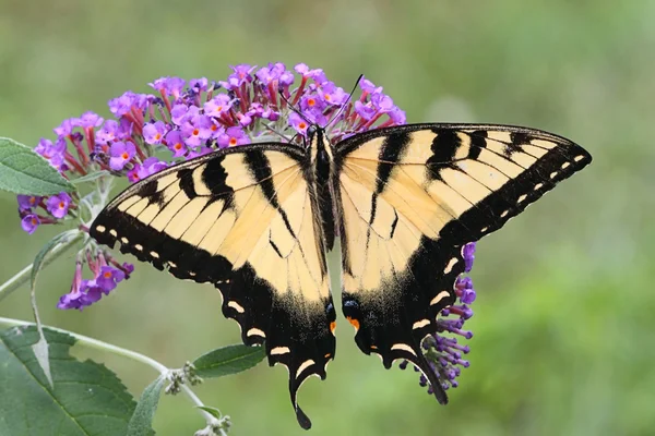 Mężczyzna Swallowtail Tiger (papilio glaucas) — Zdjęcie stockowe