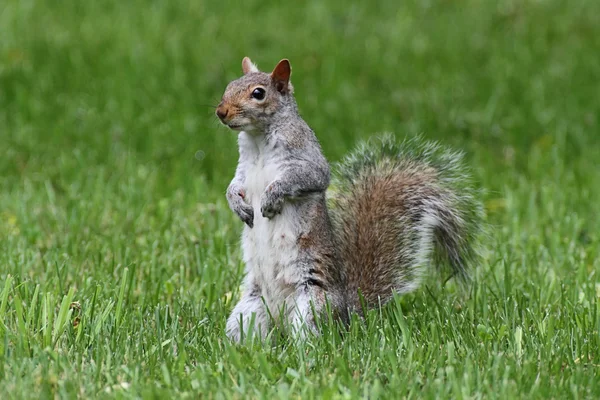 Wiewiórka szara w trawie — Zdjęcie stockowe