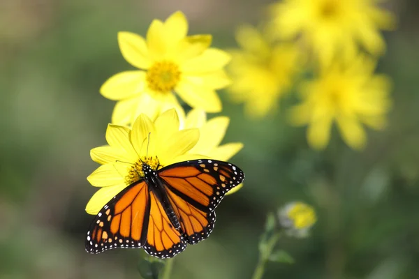 Monarch Butterfly (Danaos plexippus) på skogsmark solrosor — Stockfoto