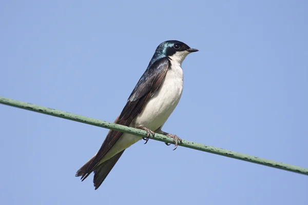 Tree Swallow on a wire — Stock Photo, Image