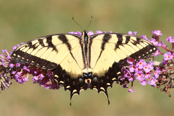 Manliga Tiger Swallowtail (papilio glaucas) — Stockfoto