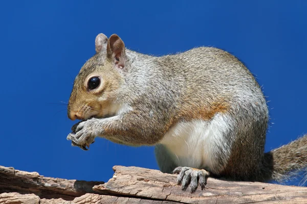 Grauhörnchen auf einem Baumstamm — Stockfoto