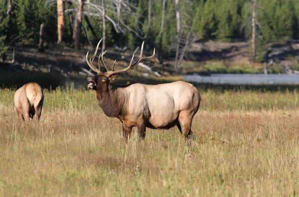 Majestic Bull Elk Bugling — Stock Photo, Image