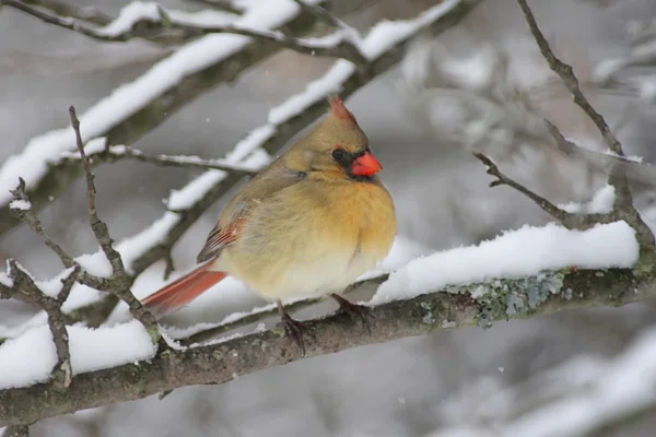 Cardinalul în zăpadă — Fotografie, imagine de stoc