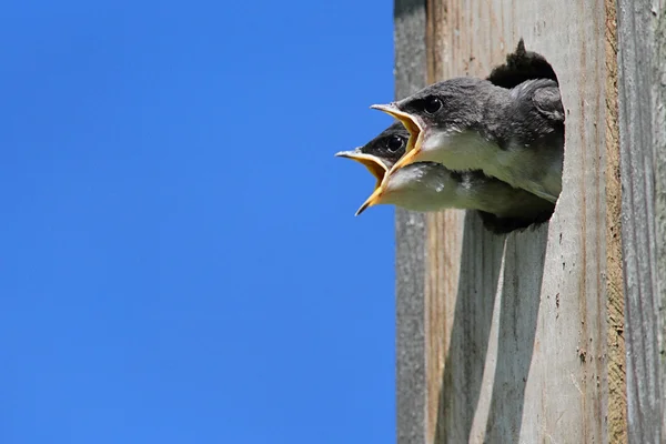 Baby strom vlaštovka žebrají o jídlo — Stock fotografie