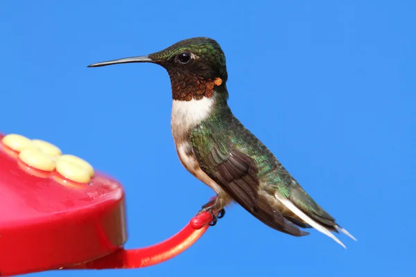 Hummingbird at a Feeder