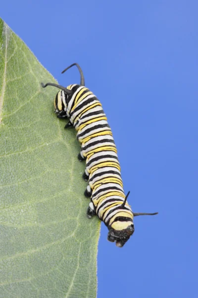 Monarch Butterfly Caterpillar (Danaos plexippus) — Stockfoto
