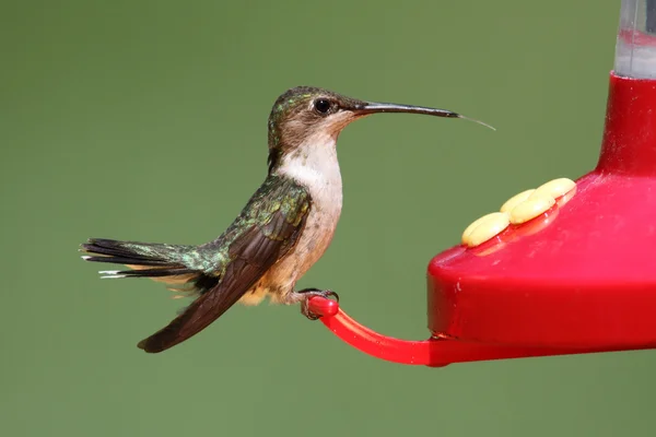 Beija-flor-de-garganta-rubi num alimentador — Fotografia de Stock