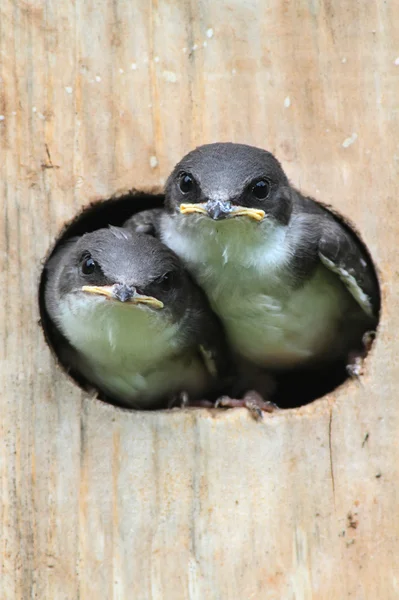 Pássaros em uma casa de pássaros — Fotografia de Stock
