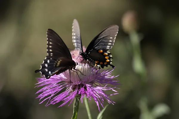 Pipevine Swallowtail (Battus philenor) Farfalla — Foto Stock