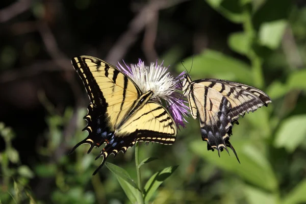 Tiger Swallowtail (papilio glaucas) Mariposa — Foto de Stock