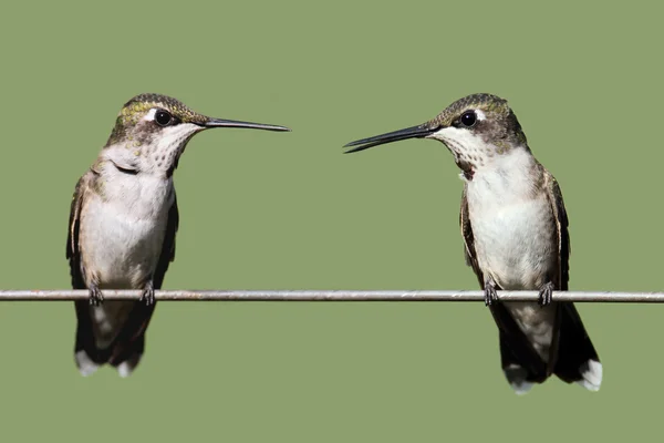 Ruby - throated kolibries — Stockfoto