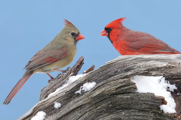 Noordelijke kardinalen — Stockfoto