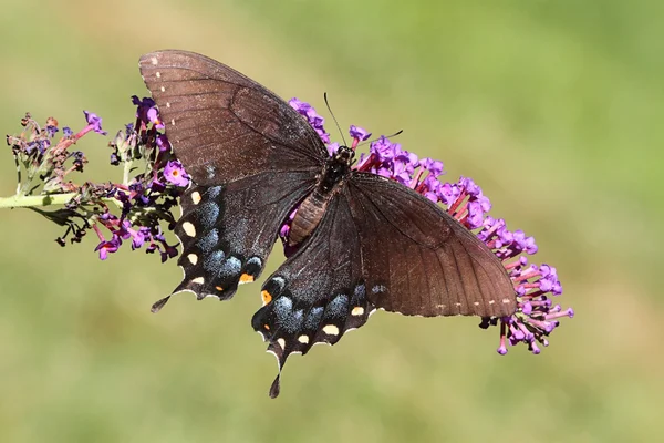Dişi kaplan swallowtail — Stok fotoğraf
