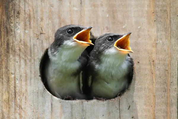 Ptáčat v ptačí budky — Stock fotografie