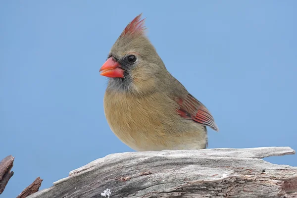 Female Northern Cardinal — Stock Photo, Image