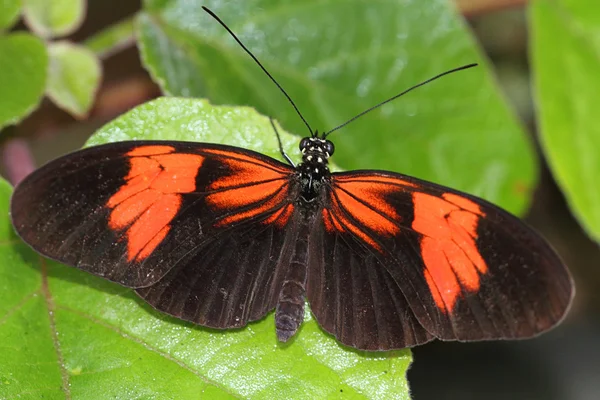 Heliconius farfalle — Foto Stock
