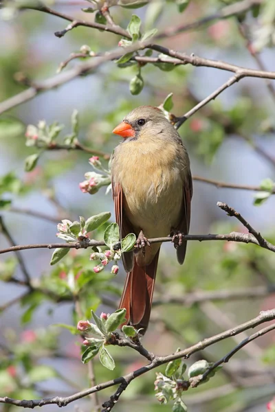 여성 북부 추기경 (cardinalis cardinalis) — 스톡 사진