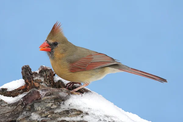 Kvinnliga norra kardinal — Stockfoto