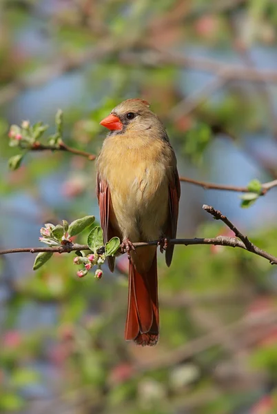 Female Northern Cardinal (cardinalis) — Stock Photo, Image