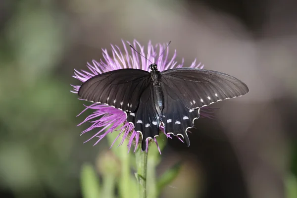 Pipevine Swallowtail (Battus philenor) Butterfly — Stock Photo, Image