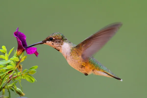 Juvenil Ruby - Vitstrupig Hummingbird (archilochus colubris) — Stockfoto
