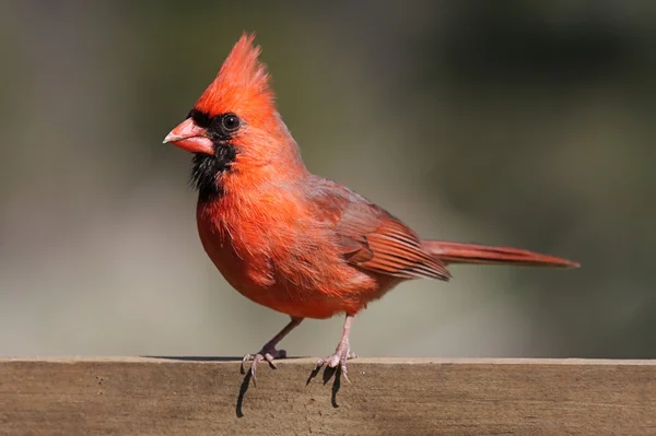 Northern cardinal na ogrodzenie — Zdjęcie stockowe