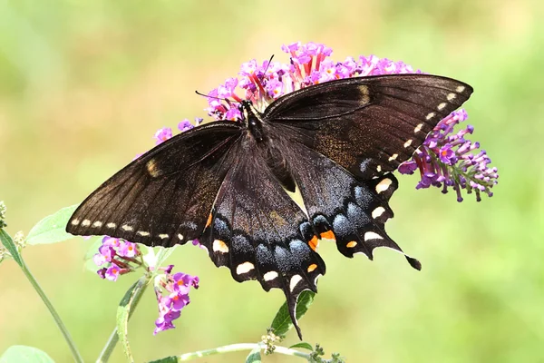 Kvinnliga tiger swallowtail — Stockfoto