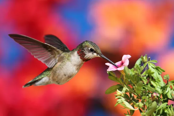 Koliber rubinogłowy w locie — Zdjęcie stockowe
