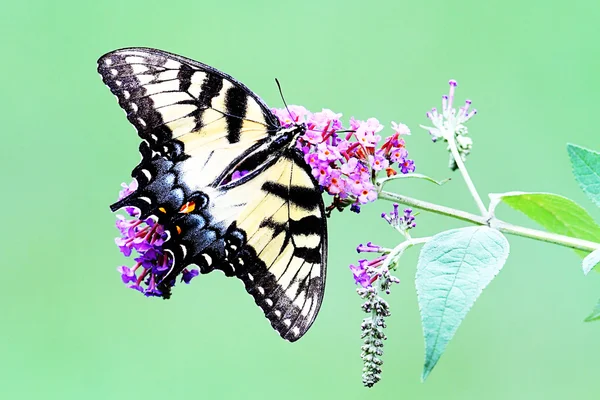 Female Tiger Swallowtail (papilio glaucas) — Stock Photo, Image