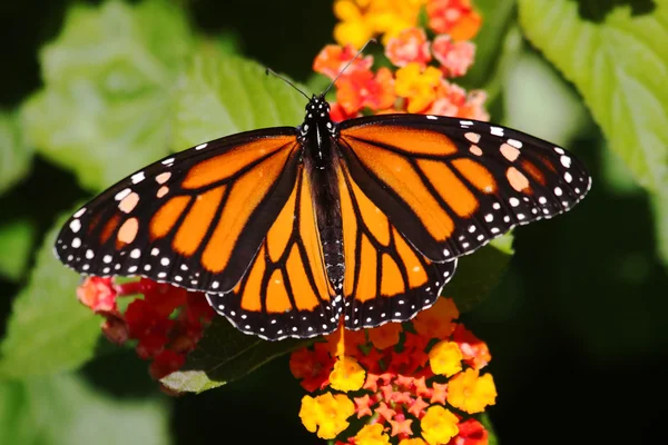 Borboleta monarca (danaus plexippus) em flores — Fotografia de Stock