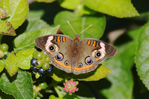 Farfalla Buckeye comune — Foto Stock