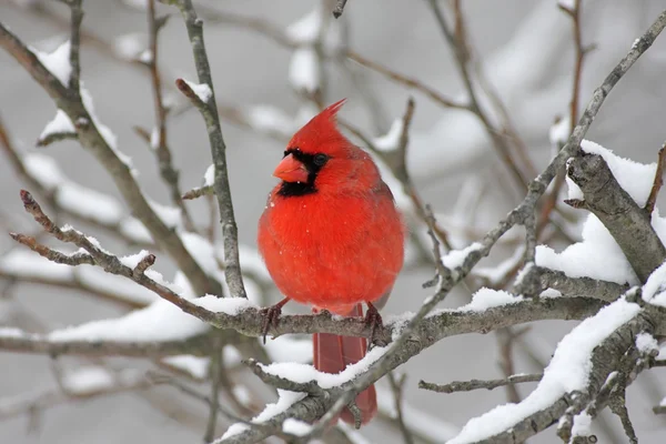 Kardinal im Schnee — Stockfoto